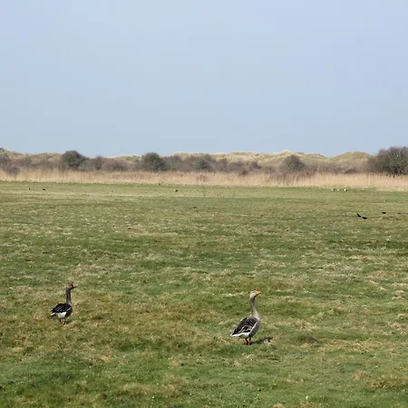 In Texel Near And Nature Reserve *