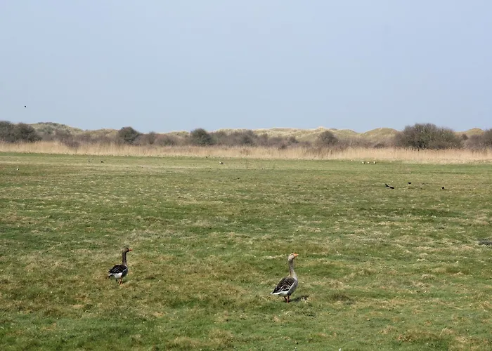 In Texel Near And Nature Reserve *